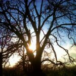 Trees and Sticks and Birds, Oh My!